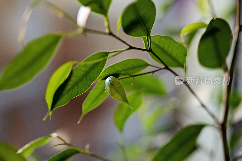 Benjamin Ficus室内植物